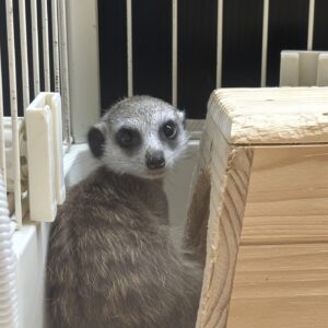 ミーアキャット image2