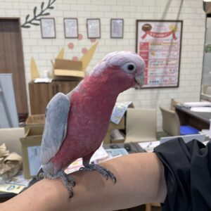 モモイロインコ image4