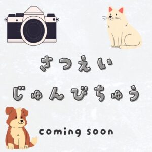 チワワ 準備中