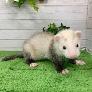 フェレット４