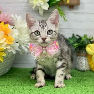 アメリカンショートヘア 2607313104①