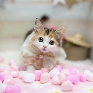 サイベリアン さい1