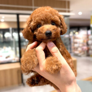 トイプードル IMG_6331