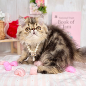 ミヌエット IMG_7423