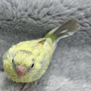 ビセイインコ (イエロー) IMG_8736