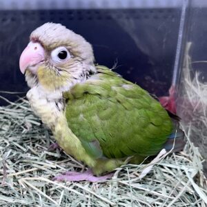 ウロコインコ (シナモン) IMG_8922