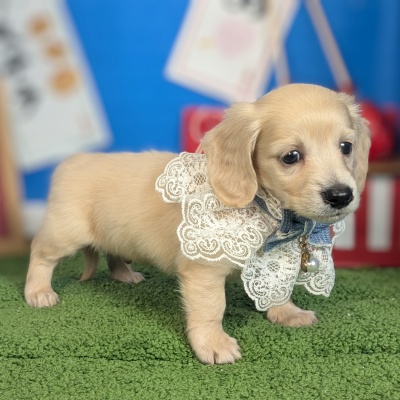 ミニチュアダックスフンド - 大阪・兵庫のペットショップ｜犬猫