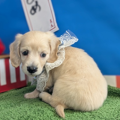 ミニチュアダックスフンド - 大阪・兵庫のペットショップ｜犬猫