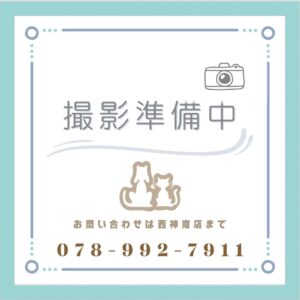 チワワ 撮影準備中