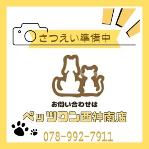 シェットランドシープドッグ 撮影準備中2