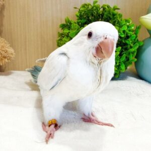 オキナインコ(ブルースノーホワイト) batch_IMG_7453