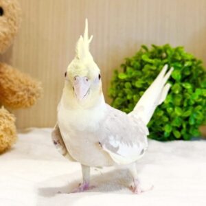 オカメインコ(シナモン) batch_IMG_7467
