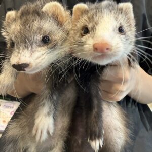 マーシャルフェレット ふぇ1