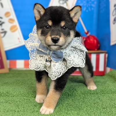 柴犬 - 大阪・兵庫のペットショップ｜犬猫・トリミングならピースワン
