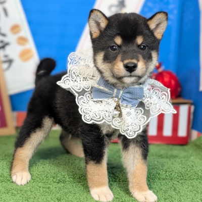 柴犬 - 大阪・兵庫のペットショップ｜犬猫・トリミングならピースワン