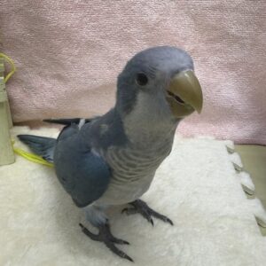 オキナインコ お1