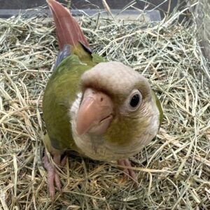 ホオミドリアカオウロコインコ シナモン う1