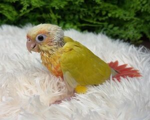 ウロコインコ image0