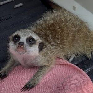ミーアキャット image0