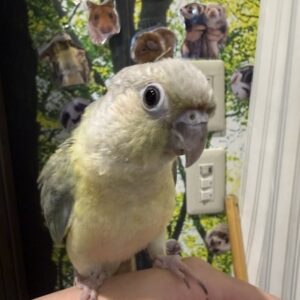 ホオミドリアカオウロコインコ ミント image0