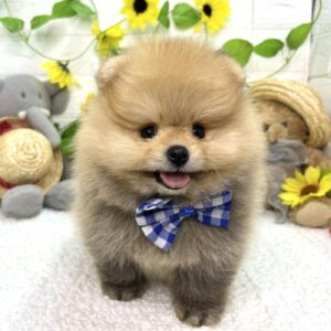 ポメラニアン image0