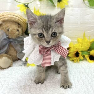 マンチカン image1