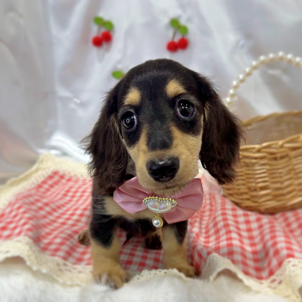 カニンヘンダックスフンド - 大阪・兵庫のペットショップ｜犬猫
