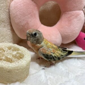 アキクサインコ ローズ image17