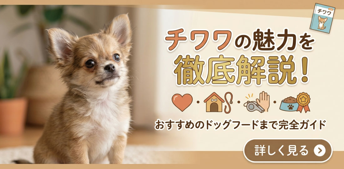 チワワの魅力を徹底解説! 性格・寿命・飼い方・しつけ・おすすめのドッグフードまで完全ガイド