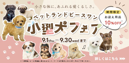 小型犬フェア開催中!