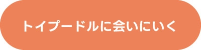 トイプードルを探す