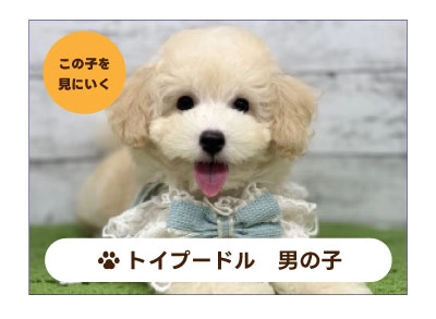 トイプードルの子犬を探す