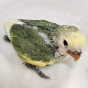 コザクラインコ(アクアパイド) 20260915_104852