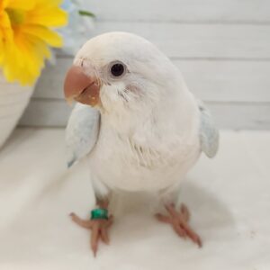 オキナインコ(スノーホワイト) 20260915_104955