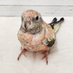 アキクサインコ(ローズ) 20260915_105342