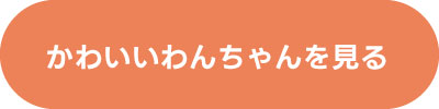 わんちゃんを探す