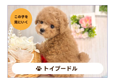 トイプードルの子犬を探す