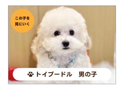 トイプードルの子犬を探す
