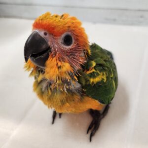 コガネメキシコインコ 671a7ea1-0a5c-4e20-8d86-2984e3ae4e13