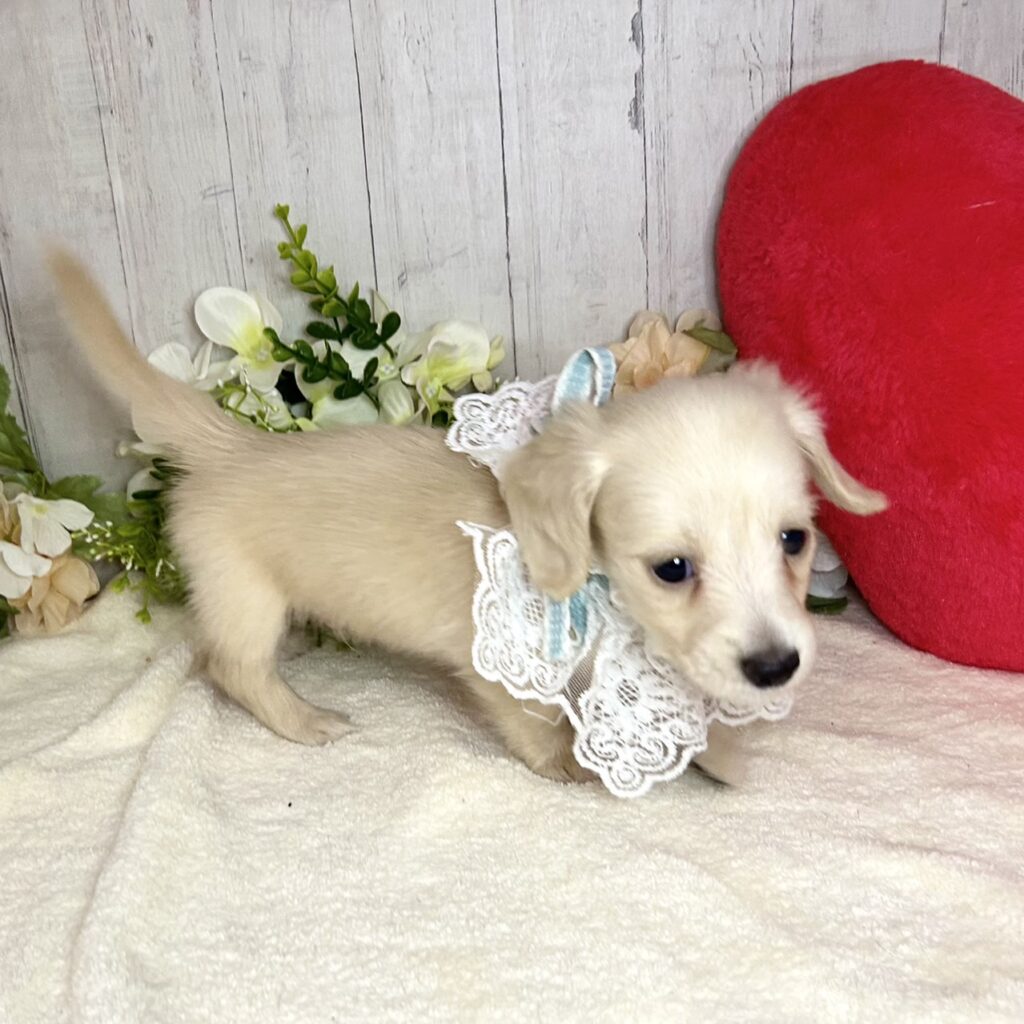 ミニチュアダックスフンド - 大阪・兵庫のペットショップ｜犬猫