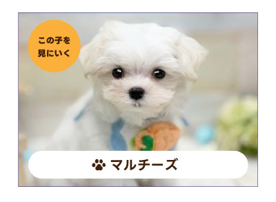 マルチーズの子犬を探す