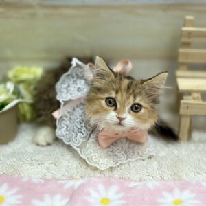 スコティッシュフォールド スコ1
