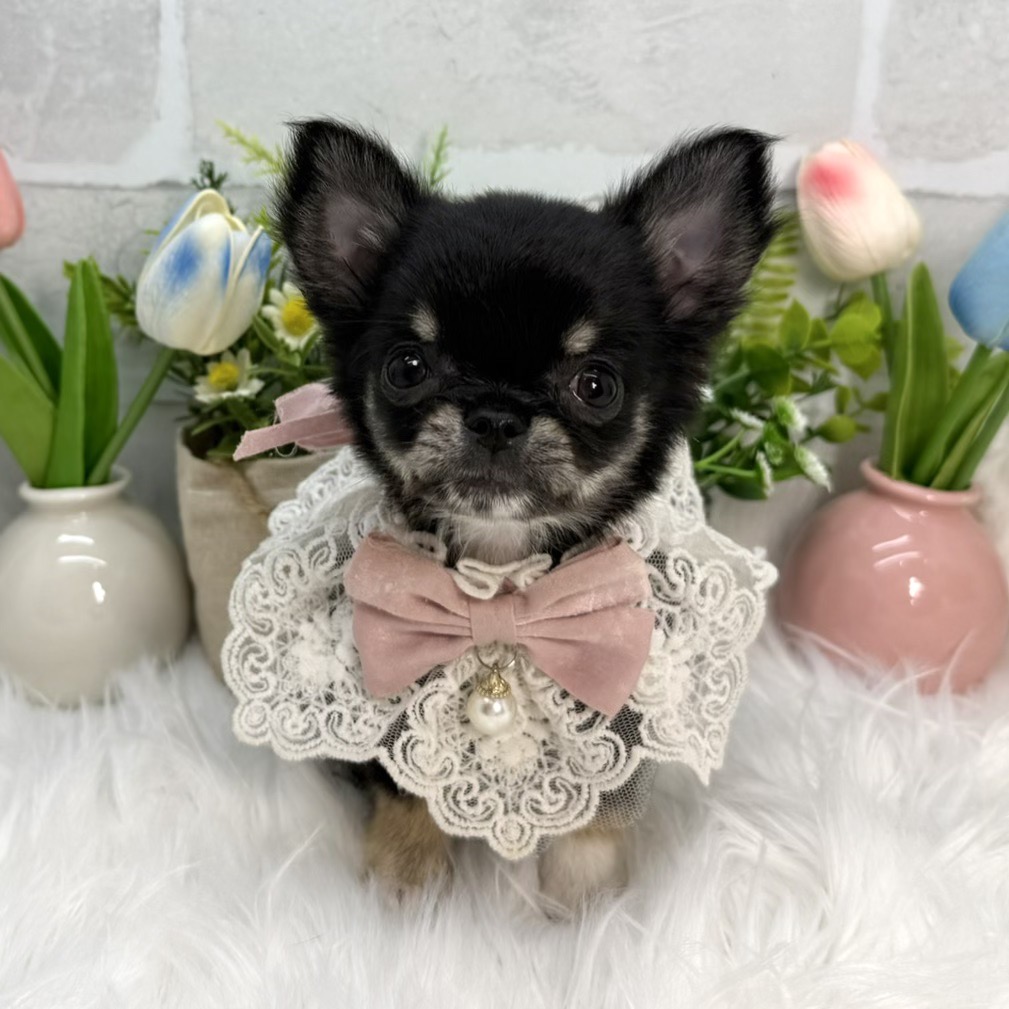 チワワ - 大阪・兵庫のペットショップ｜犬猫・トリミングならピースワン