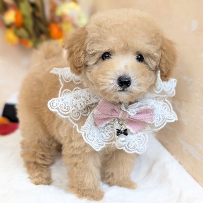 トイプードル - 大阪・兵庫のペットショップ｜犬猫・トリミングなら