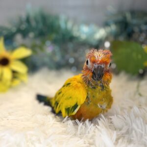 コガネメキシコインコ IMG_1664