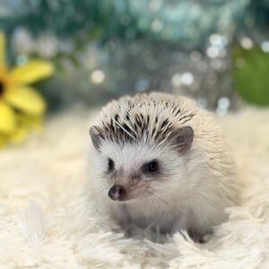 ハリネズミ(パイド) IMG_1676