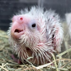 オカメインコ(ホワイトフェイスヘビーパイド) IMG_2765