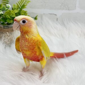 ウロコインコ (サンチーク) IMG_4534