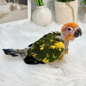 コガネメキシコインコ IMG_4762