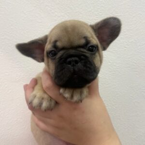 フレンチブルドッグ IMG_5251